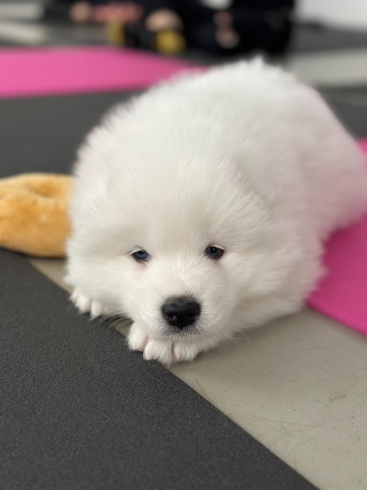 Samojed