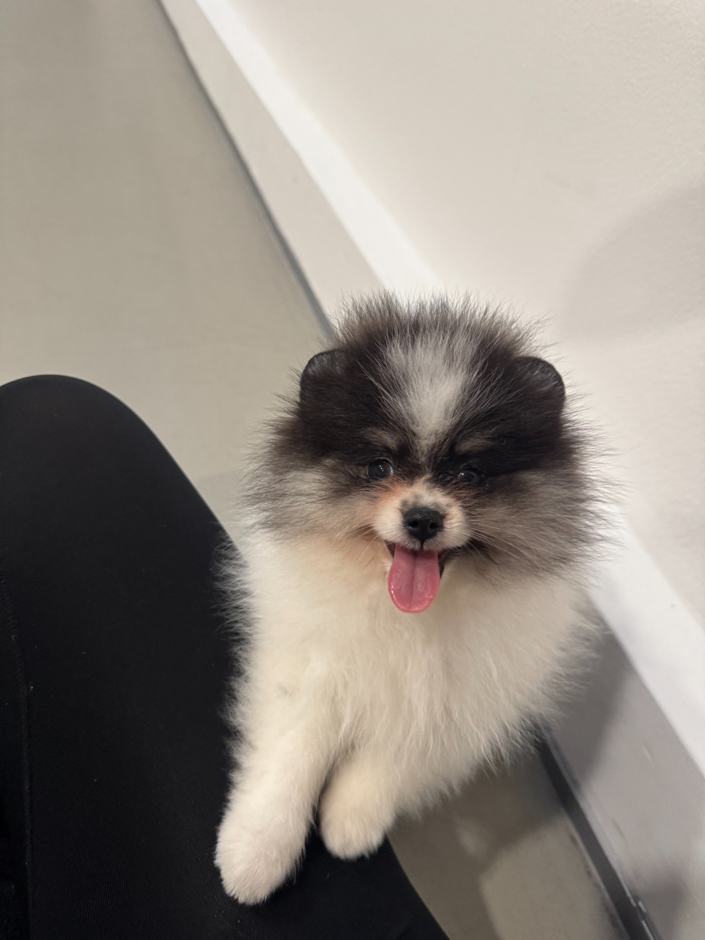 Pomeranian