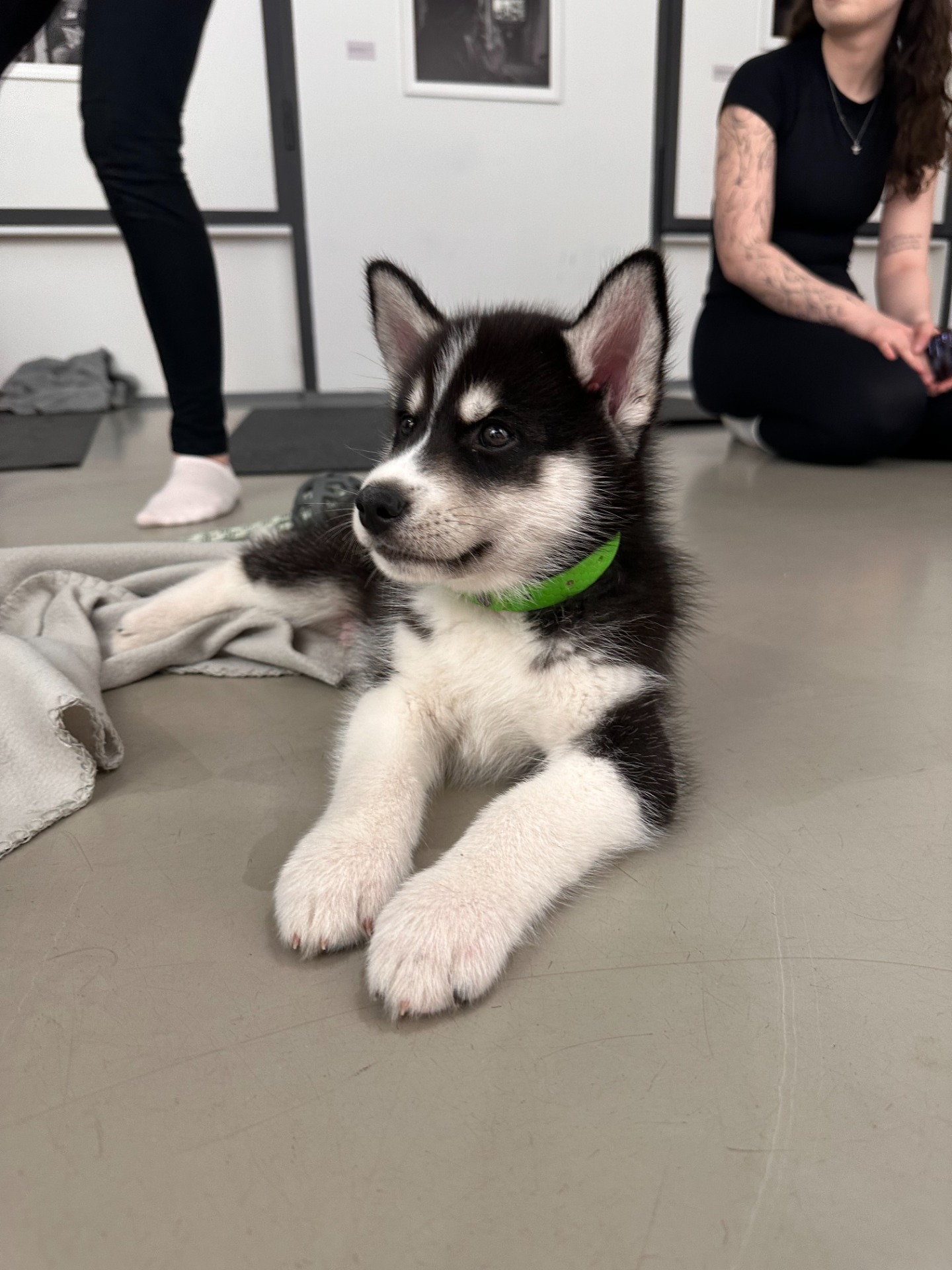 Husky